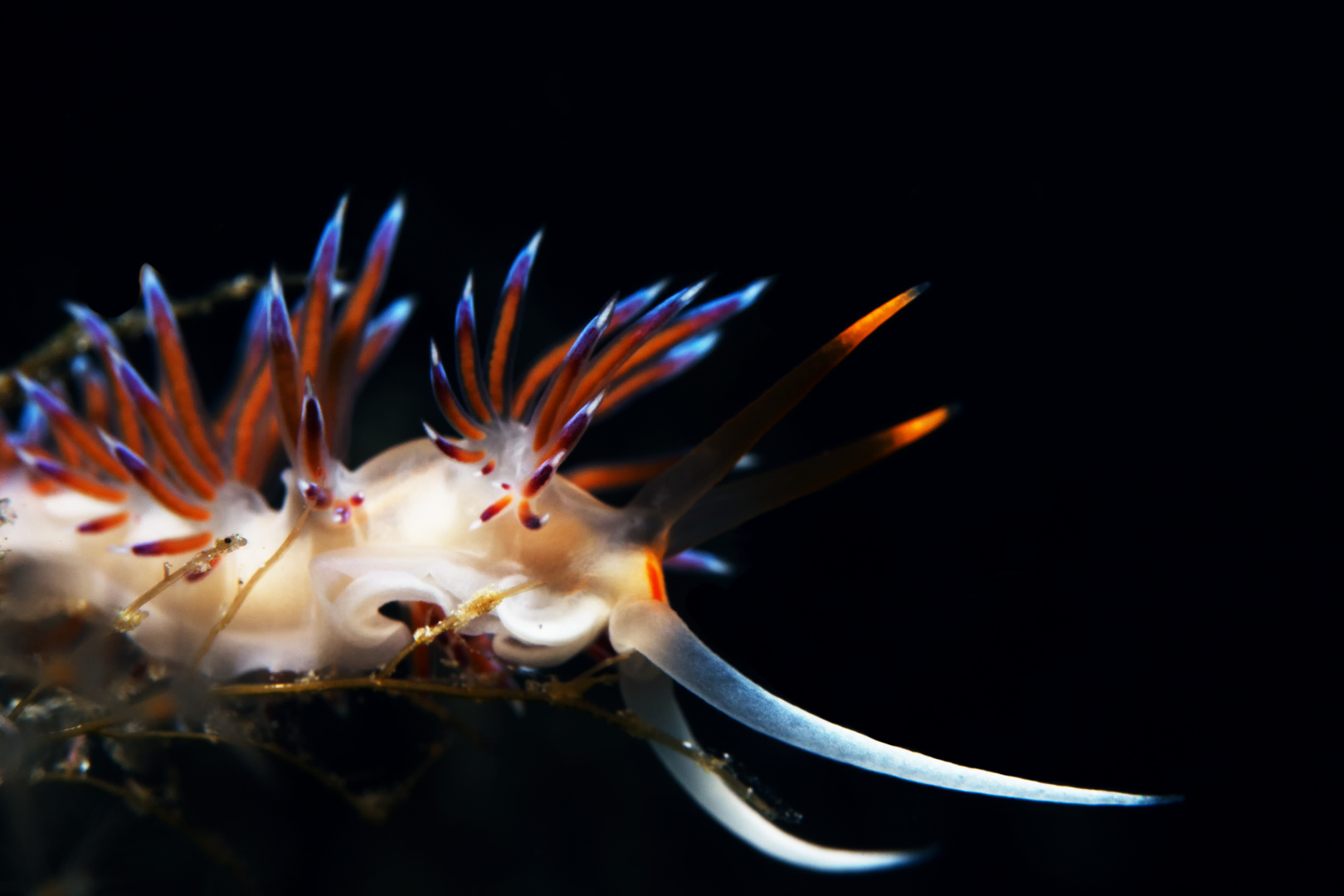 Flabellina Ustica im Mittelmeer