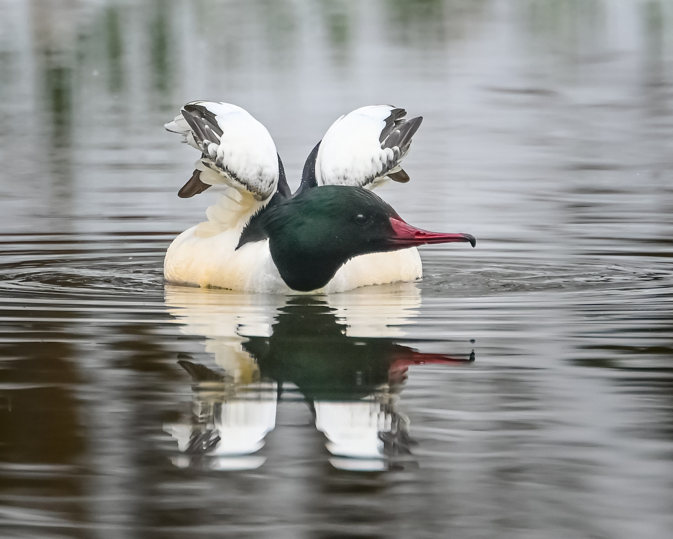 Flach auf dem Wasser