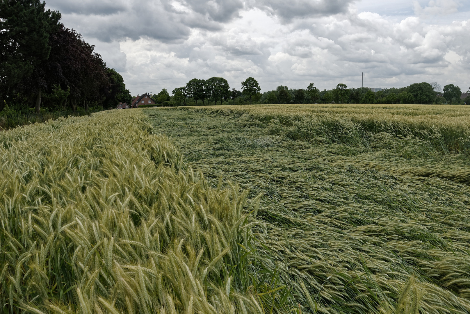 Flach gelegt nach Unwetter im südlichen Münsterland Ende Juni 2023