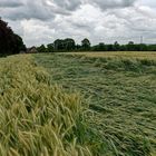 Flach gelegt nach Unwetter im südlichen Münsterland Ende Juni 2023