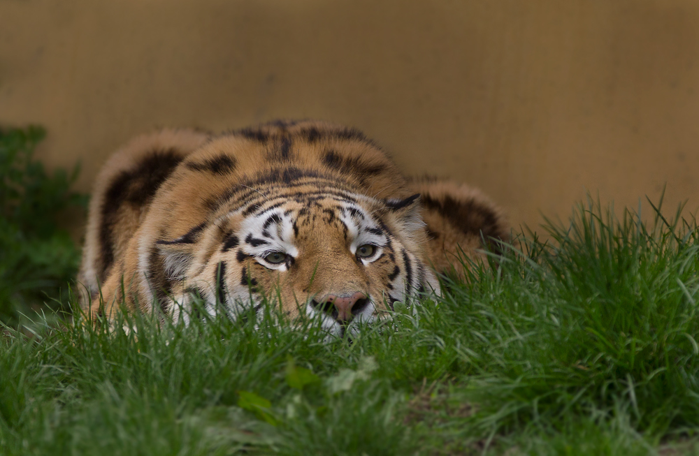 flach II Foto & Bild tiere, zoo, wildpark & falknerei, säugetiere