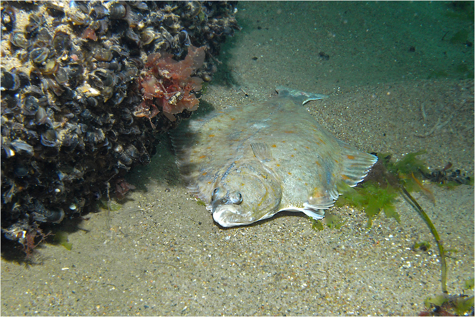 Flach wie das Land, so der Fisch