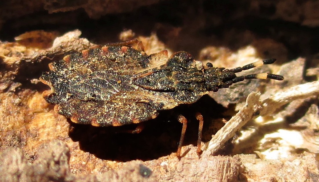 flach wie ein Stück Papier, Rindenwanze  Aradus versicolor, best.v. Frank Marquard, s. Anmerkung...