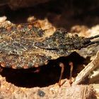 flach wie ein Stück Papier, Rindenwanze  Aradus versicolor, best.v. Frank Marquard, s. Anmerkung...