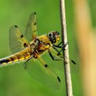 Flachbauch - Libellula depressa