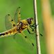 Flachbauch - Libellula depressa