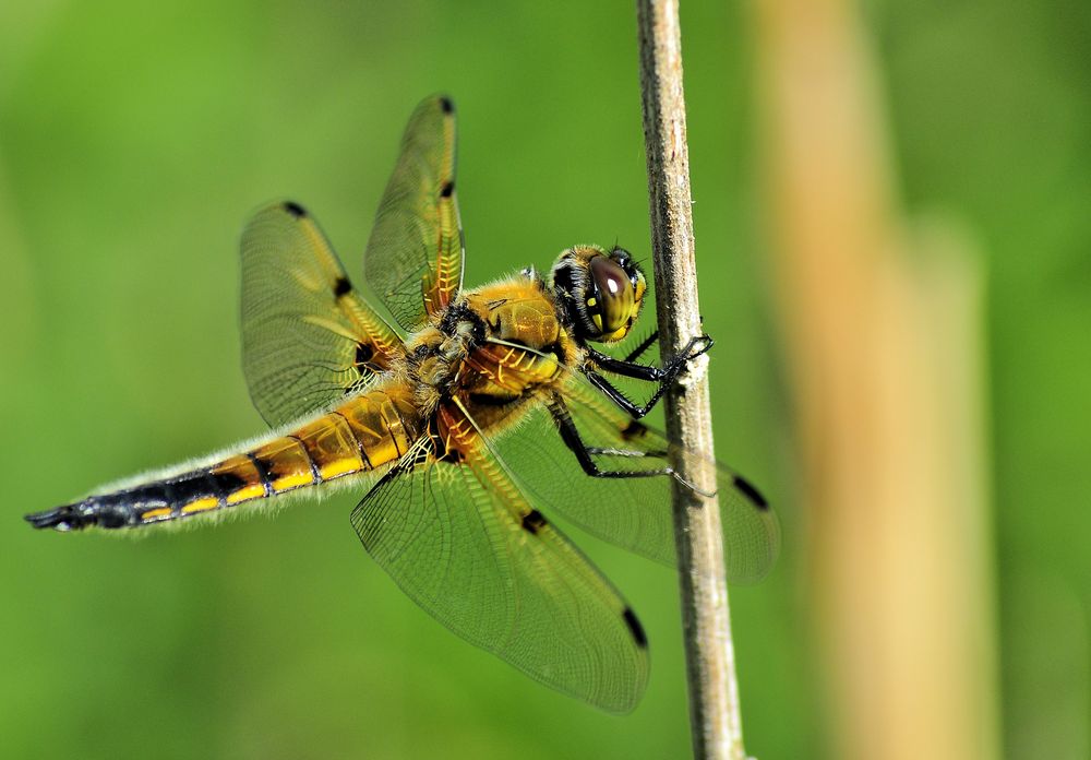 Flachbauch - Libellula depressa von Gabriel Florea 