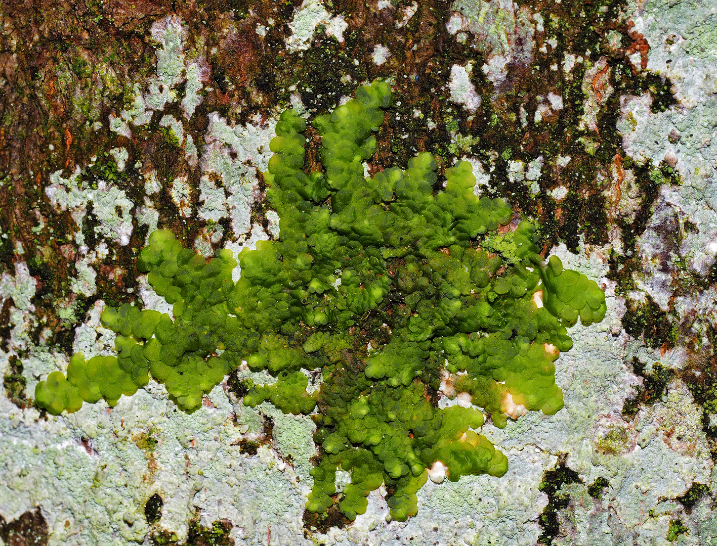 Flachblättriges Kratzmoos (Radula complanata) *