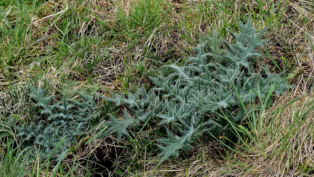 "Flachdistel" am Lippedeich bei Werne-Stockum - was ist das?