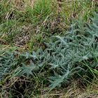 "Flachdistel" am Lippedeich bei Werne-Stockum - was ist das?