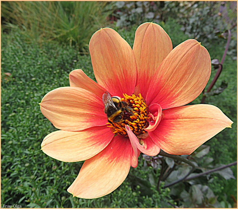 Flache Dahlienblüte mit einem Gast