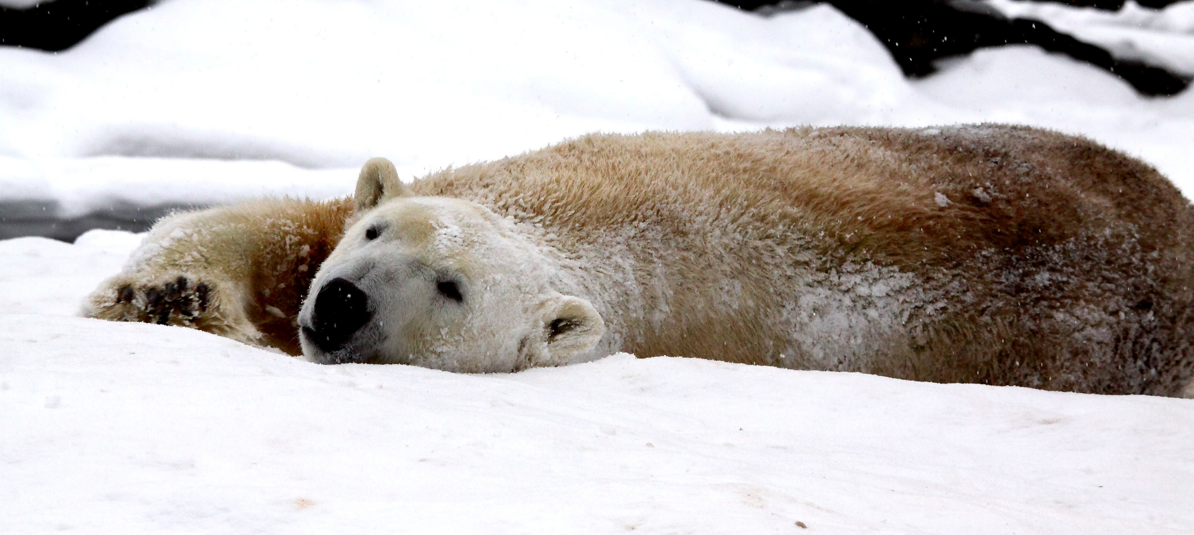 flacher Eisbär aus Bärlin im Schnee beim Kuscheln