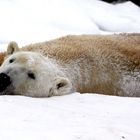 flacher Eisbär aus Bärlin im Schnee beim Kuscheln