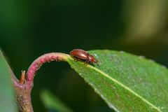 Flacher Glanzkäfer