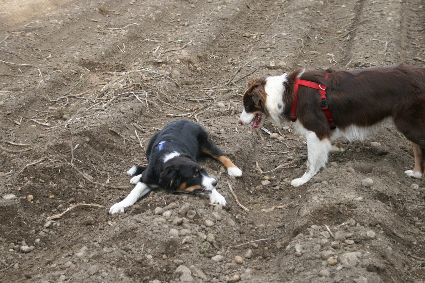 Flacher Hund