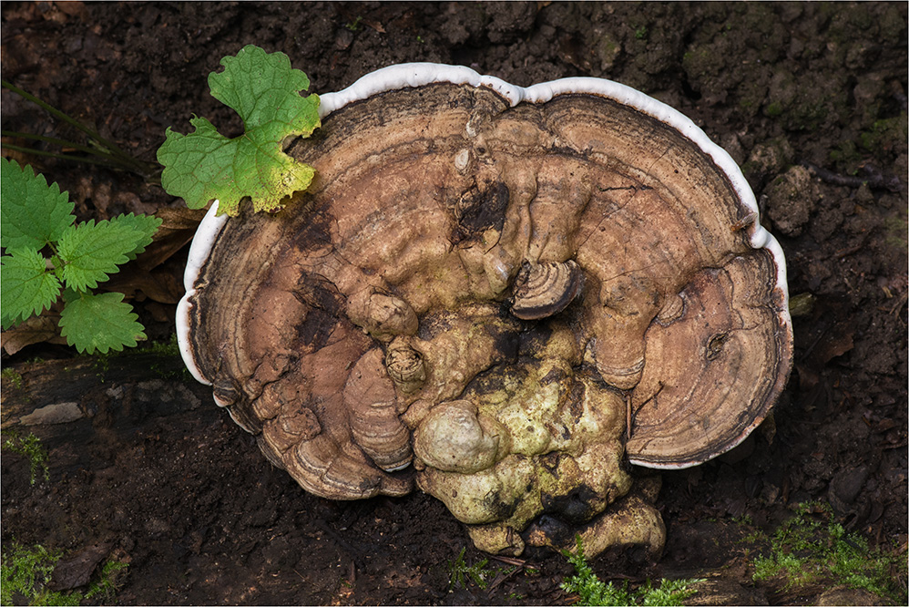 Flacher Lackporling (Ganoderma applanatum)