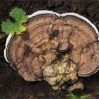 Flacher Lackporling (Ganoderma applanatum)