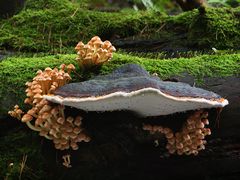 Flacher Lackporling mit Grünblättrigen Schwefelköpfen