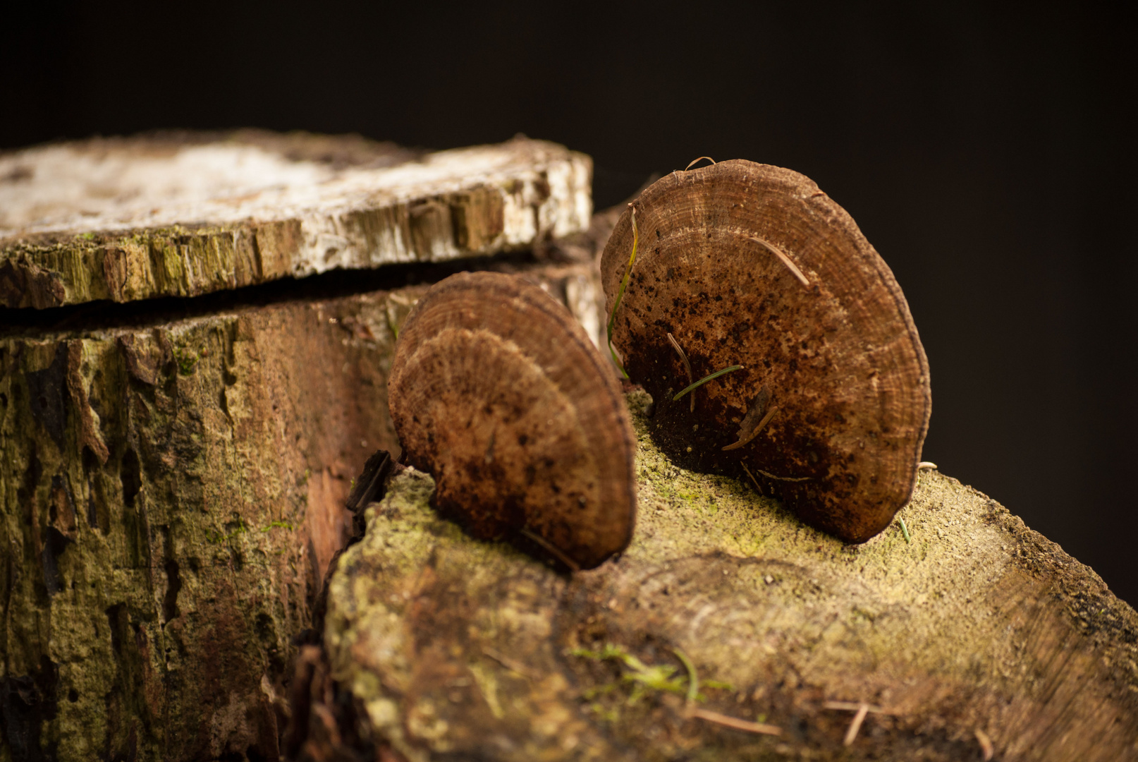 Flacher pilz auf einem Baumstumpf