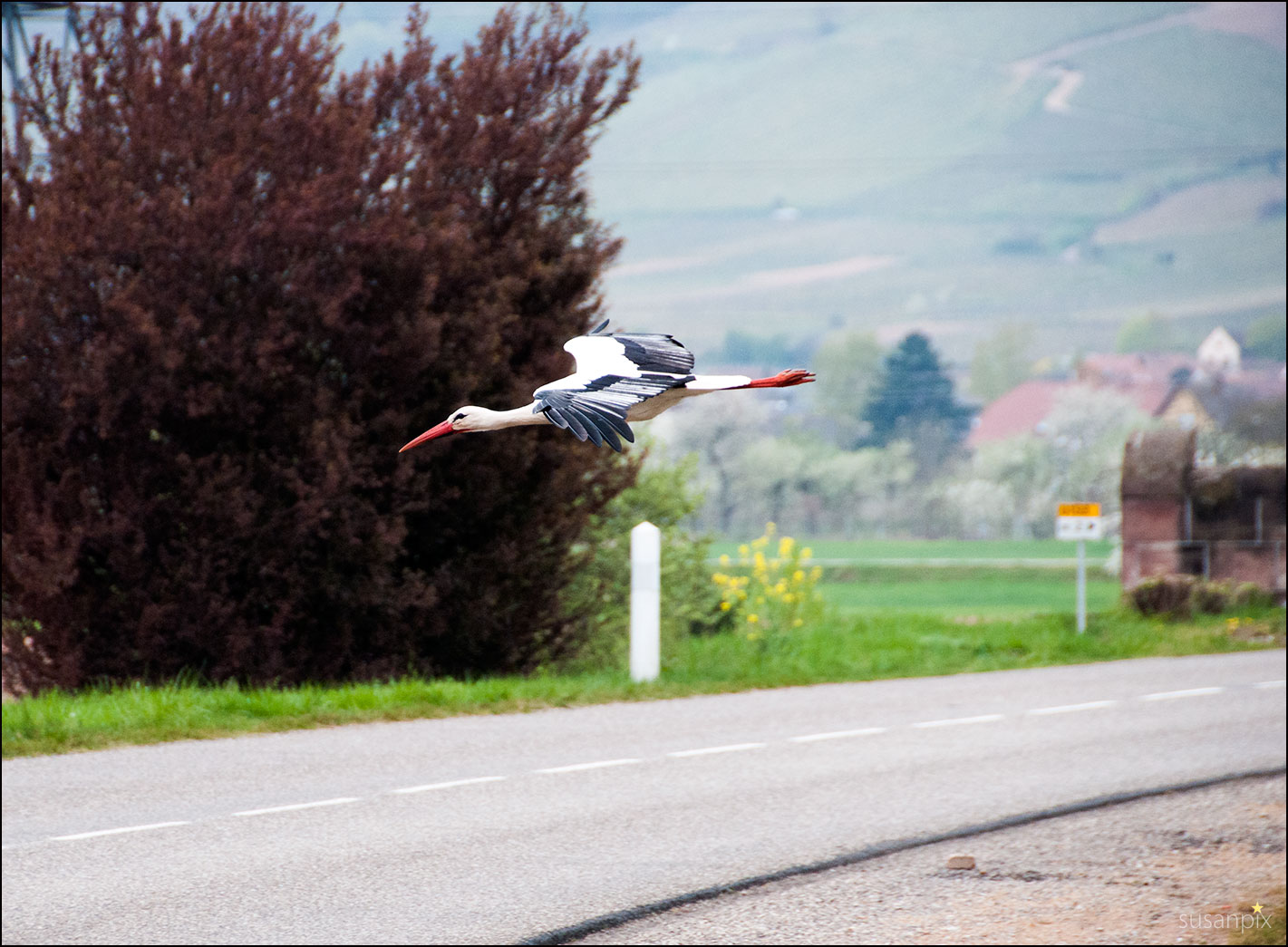 Flachflieger