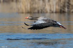 Flachflieger