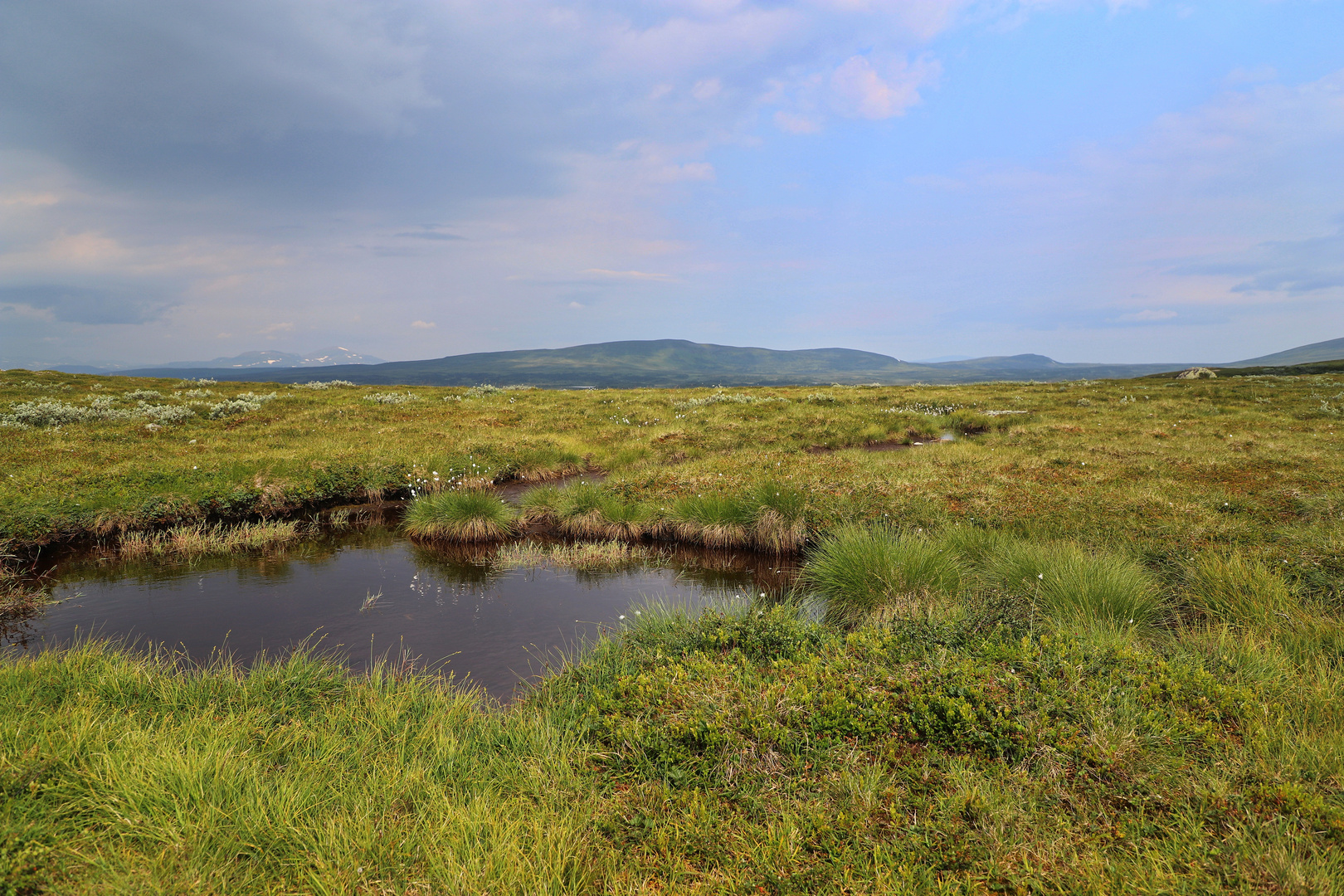 Flachgründiges Moor auf dem Kamm des Anafjället (etwa 1.300m)...