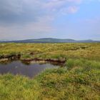 Flachgründiges Moor auf dem Kamm des Anafjället (etwa 1.300m)...