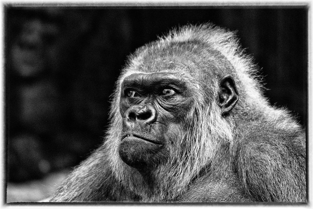 Flachland Gorilla 2