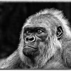 Flachland Gorilla 2