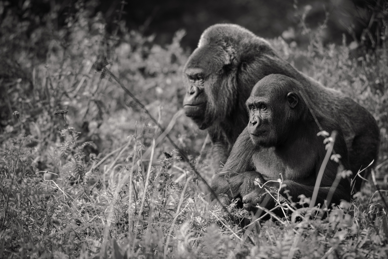 Flachland Gorilla