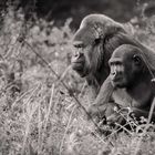 Flachland Gorilla