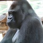 Flachland Gorilla