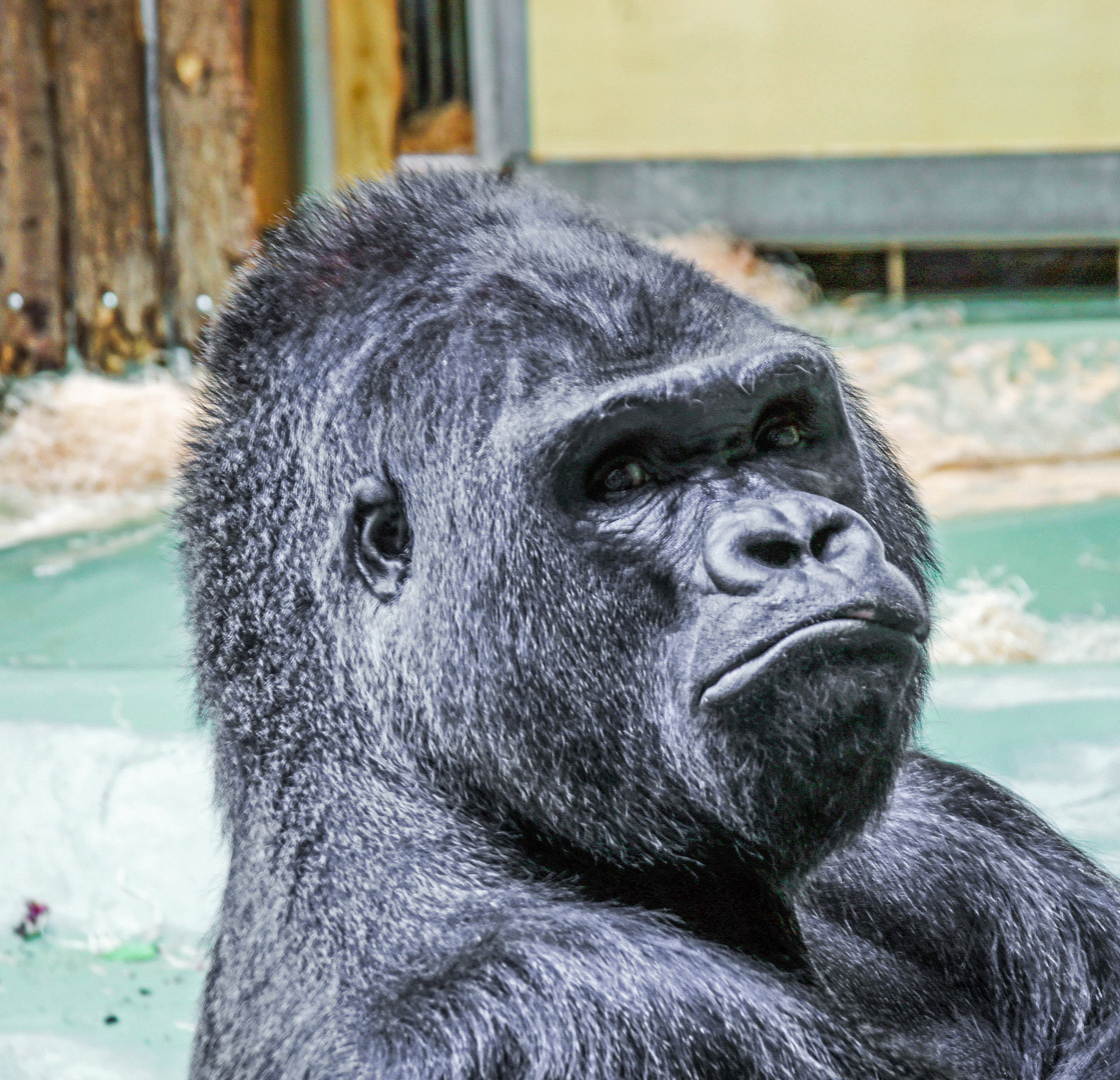 Flachland Gorilla