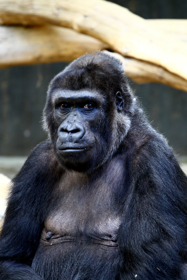 Flachland Gorilla