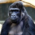 Flachland Gorilla