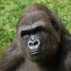 Flachland Gorilla