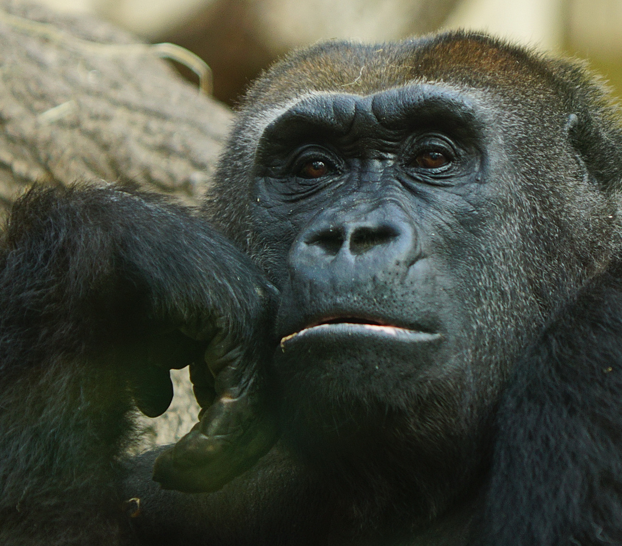 Flachland Gorilla