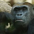 Flachland Gorilla