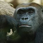 Flachland Gorilla