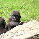 Flachland-Gorilla Zoo Duisburg 1