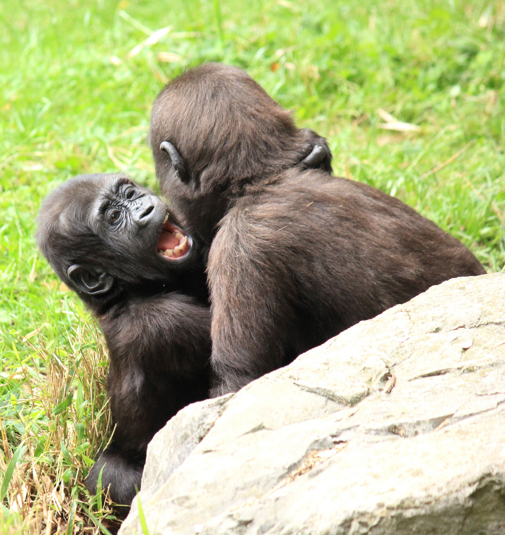 Flachland-Gorilla Zoo Duisburg 3