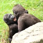 Flachland-Gorilla Zoo Duisburg 3