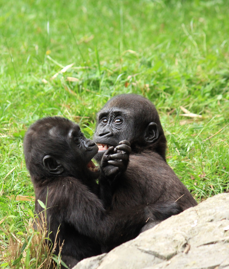 Flachland-Gorilla Zoo Duisburg 4