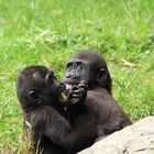 Flachland-Gorilla Zoo Duisburg 4