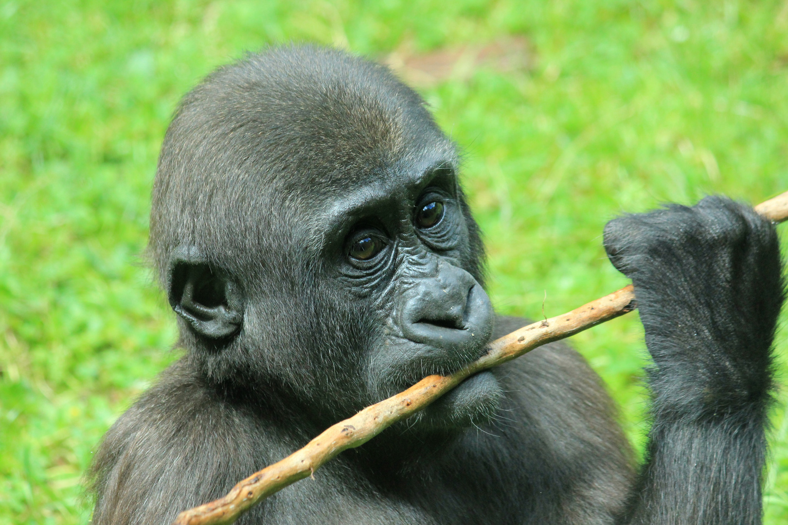 Flachland-Gorilla Zoo Duisburg