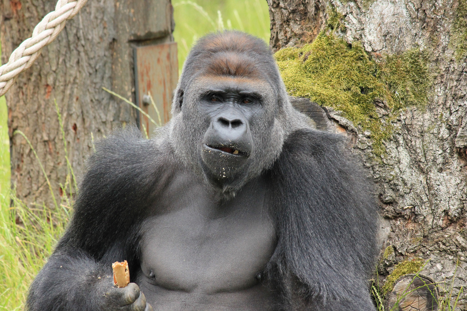 Flachland-Gorilla Zoo Krefeld 1