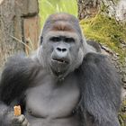 Flachland-Gorilla Zoo Krefeld 1