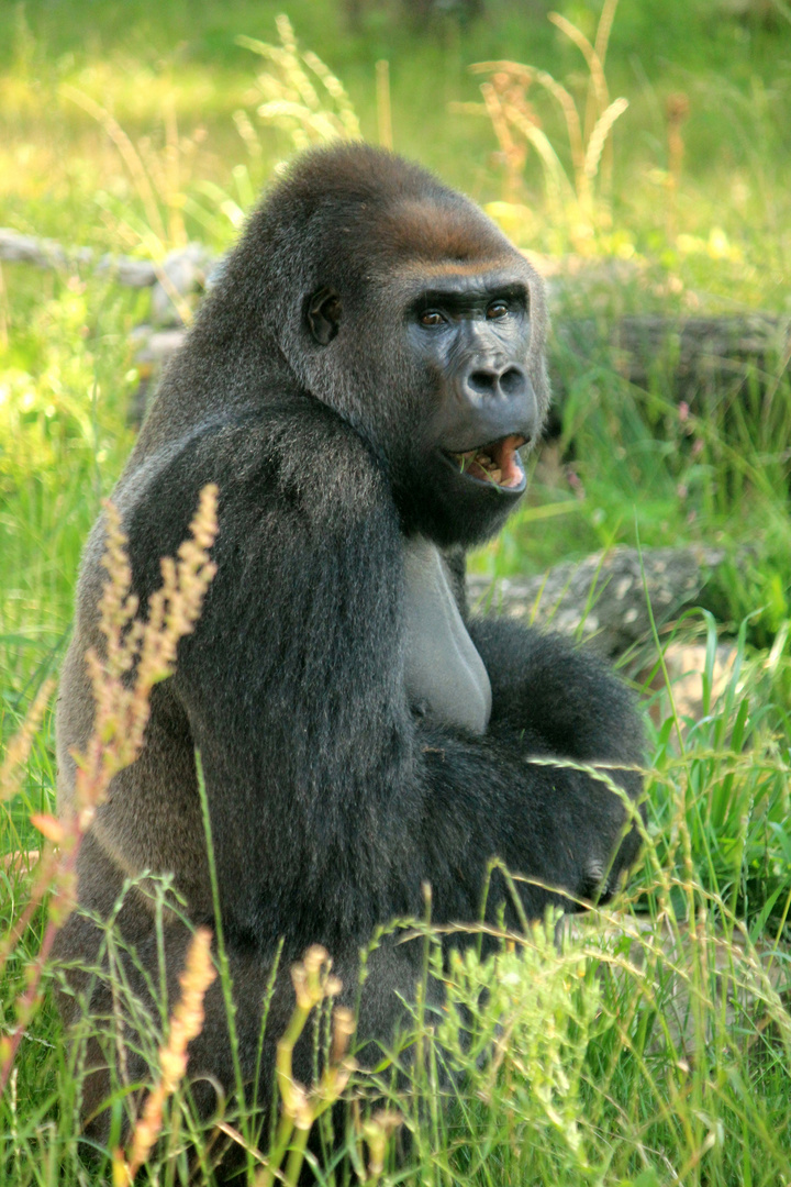 Flachland-Gorilla Zoo Krefeld