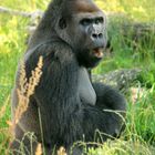 Flachland-Gorilla Zoo Krefeld