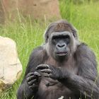 Flachland-Gorilla Zoo Krefeld